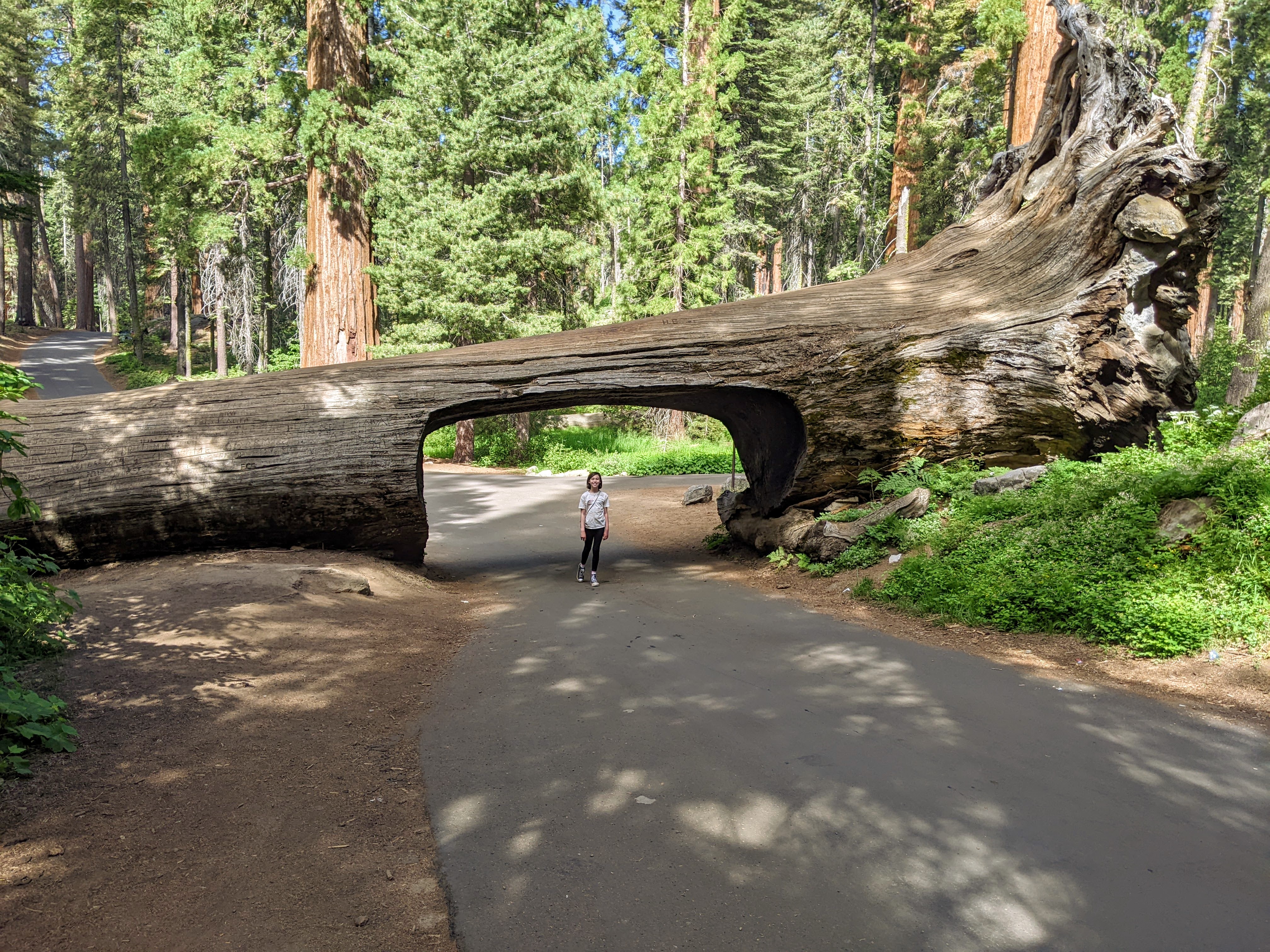 Best National Parks in California with Kids (Practical Planning Guide)