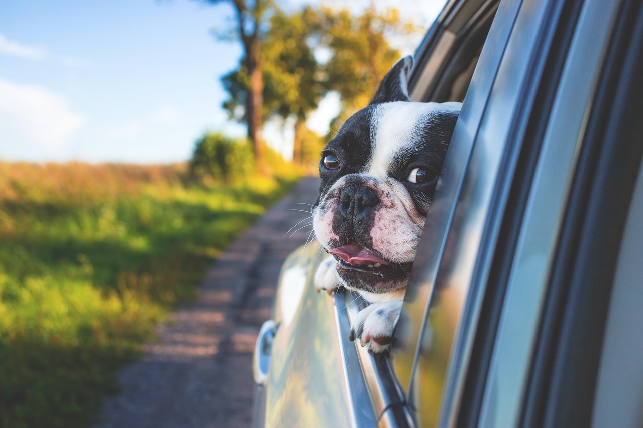 Pet-Friendly Family Vacations: How to Make Travel with Kids and Dogs Easy and Fun