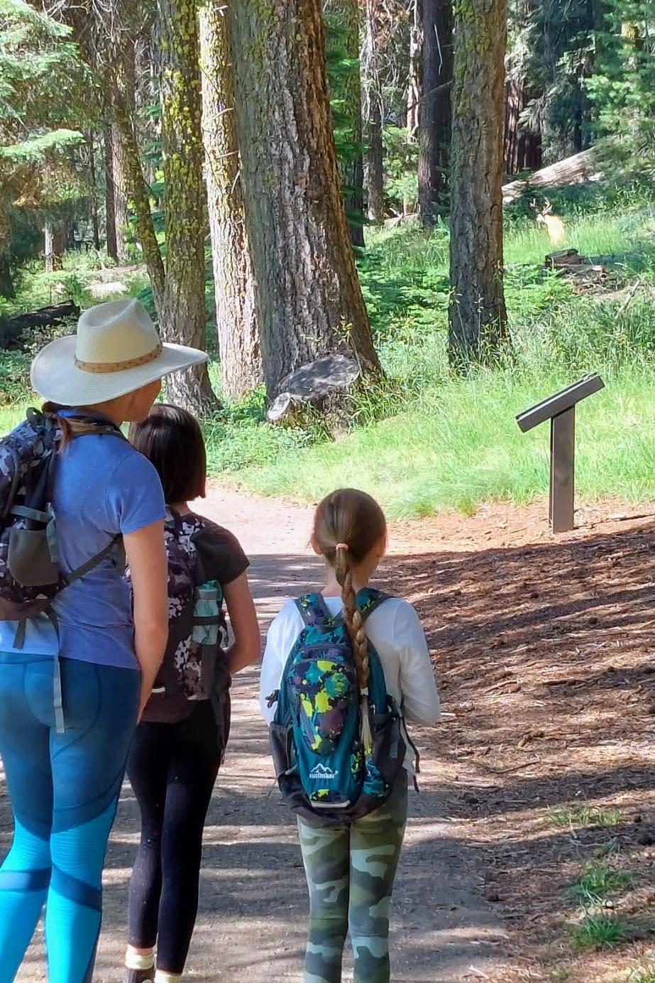 Family hiking with kids on a forest trail spotting a deer ahead, showing a real-life hiking moment with children